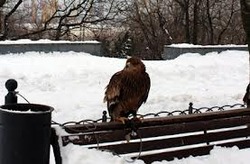 31 января