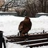 31 января
