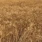 В 2013 году урожай зерна будет хорошим – реакция бирж