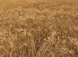 Урожай зерновых в Украине в 2018 году стал рекордным