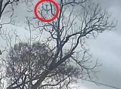 В Сети показали видео крушения Boeing 767 в Техасе