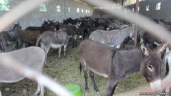 В Кыргызстане общество озабочено проблемой ослиного мяса