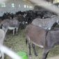 В Кыргызстане общество озабочено проблемой ослиного мяса