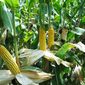 Рынок кукурузы находится под влиянием разносторонних ожиданий - трейдеры