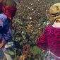 «Учитель музыки в Узбекистане преподает математику»