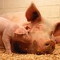 Отчеты USDA: трейдеры прогнозируют снижения цен на фьючерс свинины