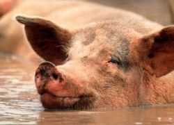 Эксперты: на цену на рынке свинины действуют разнонаправленные факторы