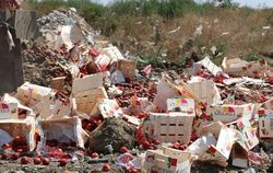 В Крыму уничтожили 4,4 тонны нектарина