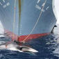 Япония продолжит вылов китов, несмотря на запрет ООН