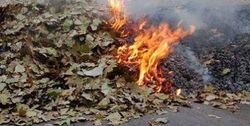 Сжигание листьев в Ташкенте грозит жителям города - экологи