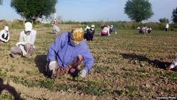 В Узбекистане снова учителей погнали на сельхозработы