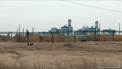 На территории Алчевского коксохима пасут коров