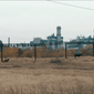 На территории Алчевского коксохима пасут коров