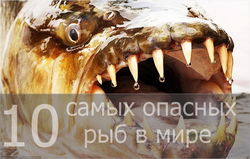 Названы самые опасные рыбы в мире 