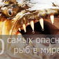 Названы самые опасные рыбы в мире 