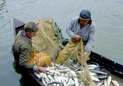 В Украине 70 видов рыбы на грани исчезновения