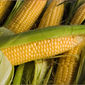 Фьючерс кукурузы на бирже достиг двойного "дна" - трейдеры