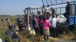 «Cotton Campaign»: Узбекистан расширил применение принудительного труда