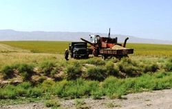 СМИ: Зерновая независимость Узбекистана - миф