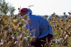 СМИ Узбекистана восхищены юными "добровольцами", собирающими хлопок в холод 