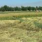 В Каракалпакстане дехканам запретили вывозить урожай с полей