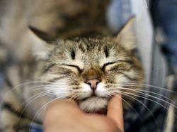 Кошки