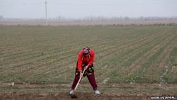В Ташкентской области Узбекистана почти год не платят консультантам