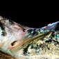 NASA: Вода для жизни на Марсе есть!