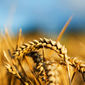Цены на рынке пшеницы находятся в нисходящем флете - трейдеры