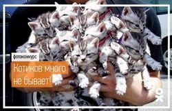 В "Одноклассниках" проходит конкурс "Котиков много не бывает!"