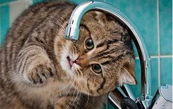 РФ обещает Крыму нормальное водоснабжение через три года