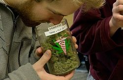 За день продавцы марихуаны в Колорадо обогатились на миллион долларов