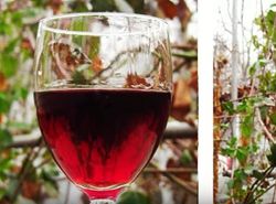 Медики разрушили миф о пользе ежедневного бокальчика вина