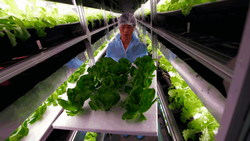 Китай готов завалить Россию своей сельхозпродукцией