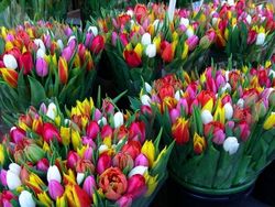 К 8 Марта цветы в Украине подорожали до двух раз