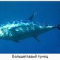 В Японии 230-килограммовый голубой тунец продан за 7,4 миллиона иен