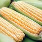 Рынок кукурузы по прежнему остается под давлением профицита производства - трейдеры