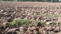 В Узбекистане власти уничтожили посевы фермеров