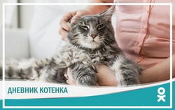 ОК.RU представили группу Purina ONE