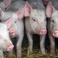 Трейдеры ожидают снижения цен свинины на бирже в начале октября