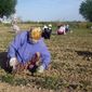 Каршинских рабочих и служащих заставили выйти на прополку