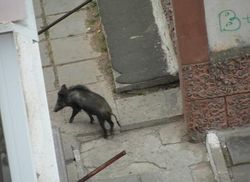 Под Одессой дикий кабан ворвался в ресторан - последствия