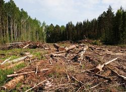 Экологи призывают запретить рубку леса в заповедниках
