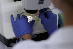 Ученые признались в излечении рака стволовыми клетками