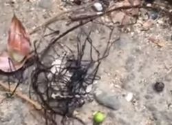 Парик Горгоны: в Сети показали видео «пришельца» на Тайване