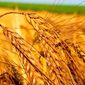 Цена на пшеницу движется в коридоре - трейдеры