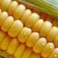 Даун-тренд на рынке кукурузы: как долго он еще продлится?