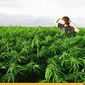 В Вашингтоне разрешили жителям хранить марихуану 