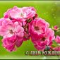 2 января – день рождения Олега Дерипаски, Сергея Жигунова и Тиа Каррере