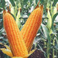 Обвал цен на фьючерс кукурузы: трейдеры указали на перспективы рынка